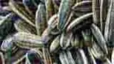 Sunflower Seeds